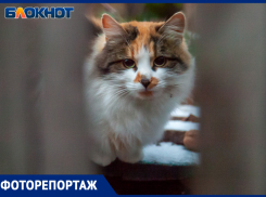 Первый снег припорошил улицы в Волжском: фоторепортаж