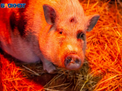 В Волжском выращивают охотников за трюфелями