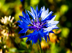 Синявки облепили обочины дорог в окрестностях Волжского