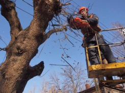 В Волжском снесут деревья-долгожители