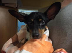 Волжане спасли собаку от голодной гибели в заключении