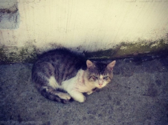 Молодые волжане высекли кота колючей проволокой и пытались его сжечь 