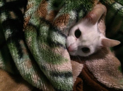 В субботу в Волжский пришел «Питер»: дождь и холод пообещали метеорологи