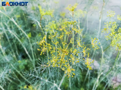 Главные заботы волжского дачника в июле – советы для богатого урожая