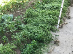 Волжанин на грядке выращивал коноплю