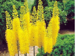 Цветение краснокнижных растений волжане увидят в ботаническом саду 