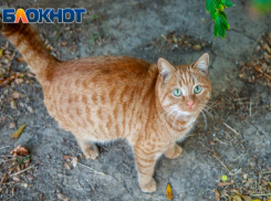 В день рыжих в Волжском зарядит дождь: прогноз погоды