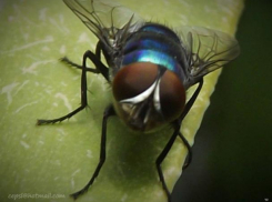 Советы от «Блокнота»: как избавиться от мух на даче