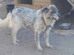 Волжан приглашают стать опекунами для собак