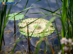 Волжане могут нарисовать болото, чтобы помочь лягушкам