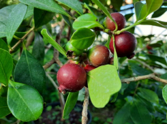 В Волжской оранжерее созрели плоды Псидиума Кеттли и прибрежного