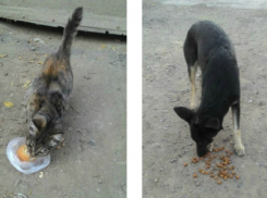 В Волжском кошку и собаку оставили умирать на заброшенном складе