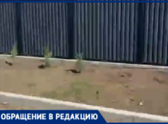 В Волжском начали воровать деревья 
