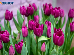 День обещает быть спокойным: гороскоп на 9 апреля