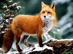 С 1 марта волжане не смогут охотиться на кабана, норку, лисицу и других видов животных 