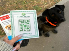 От Москвы до Берлина: невероятные приключения пса «Верного» из Волжского