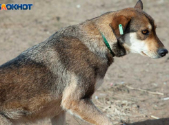 Роспотребнадзор назвал Волжский неблагополучным по бешенству городом