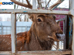 Олень благородный, лось, косуля и барсук: волжским охотникам определили лимит добычи