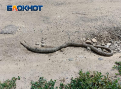 Труп гигантской змеи обнаружили в Волжском