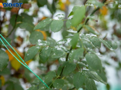 Степанов день: почему 9 января слушали птиц и берегли дом от бед