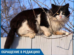 В Волжском повально гибнут домашние животные от крысиного яда