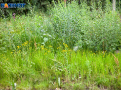 Народные приметы и запреты на 26 августа от волжской травницы