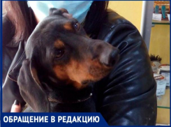 «Подростки издевались над собакой в машине», - волжанка