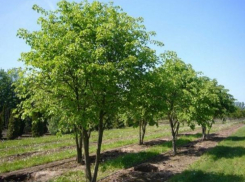 В Волжском решили высадить 1644 саженца растений