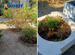 В Волжском засох целый сквер из-за отсутствия полива