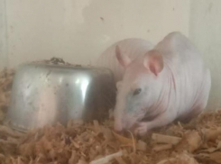 Хвостатый символ года предсказал допустят ли сборную Россию к Олимпиде 2020