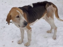 В Волжском волонтеры спасли от ампутации лапы собаку из Элисты