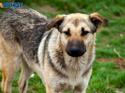 В Волжском экстренная служба «112» начнет принимать звонки о нападении агрессивных животных