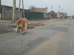 В Краснослободске искали хозяина коровки