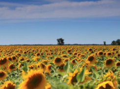 Подполковника полиции из Средней Ахтубы Дениса Сычева наградили за пейзаж 
