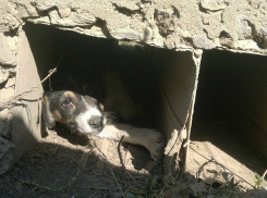 В Волгограде щенок поселился в канализационной трубе