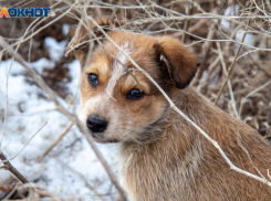 Власти запретили пьяным волжанам гулять с собаками