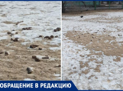 Собаки загадили детскую площадку у школы №12 в Волжском