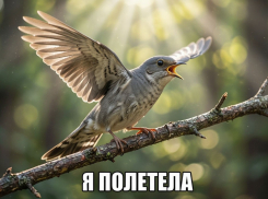 Волжанам назвали время массового отлета кукушек
