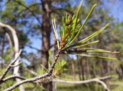 В Волгоградской области планируют обработку лесов от вредителей на 4 тысячи га