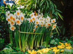 Весна скоро: в оранжерее готовят первоцветы к встрече с волжанами