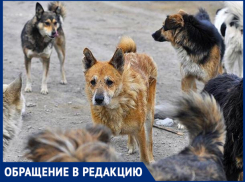 «Стая из восьми собак бегает около входа в детский сад», - волжанин 