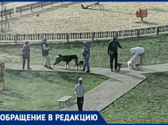 Волжанка пожаловалась на выгул собак на детской площадке