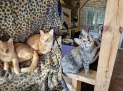 Пятимесячные котята ищут семью в Волжском