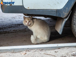 Бешеный кот пришел к семье и умер в Волгоградской области: введен карантин