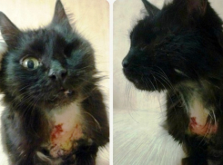 В Волжском нелюди поджигали беременную кошку