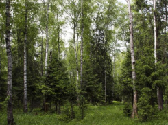 Волжанам предлагают в подарок живой лес 
