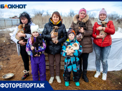 Злые от одиночества и голода: в Волжском с бродячими собаками начали бороться любовью