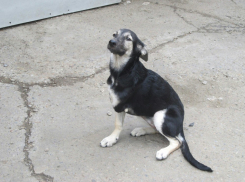 Разыскивается трехлапая собака-инвалид в Волжском