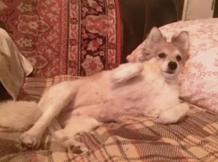 Хозяйка потерянного песика просит волжан о помощи