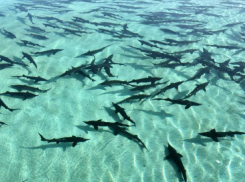 В Волгу выпустят сто тысяч мальков осетра 